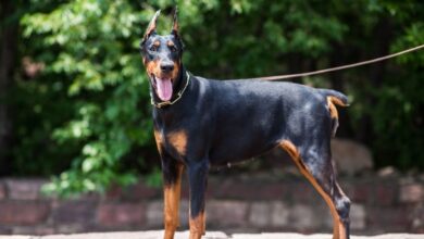 Cách huấn luyện chó con Minpin hiệu quả từ A đến Z