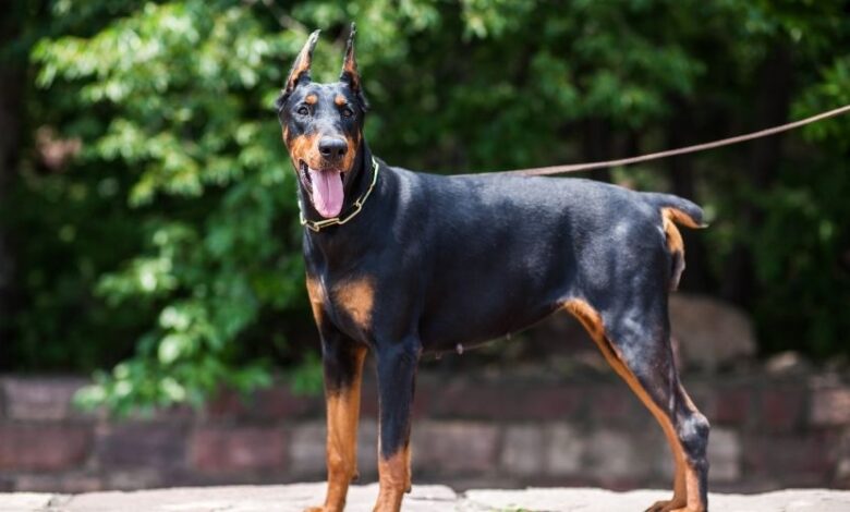 Cách huấn luyện chó con Minpin hiệu quả từ A đến Z Cách huấn luyện chó con Minpin hiệu quả từ A đến Z
